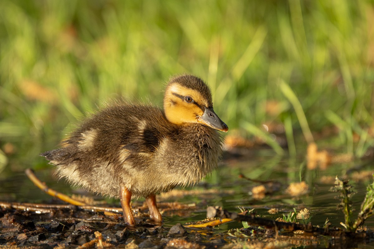 Stockente - ML635496690