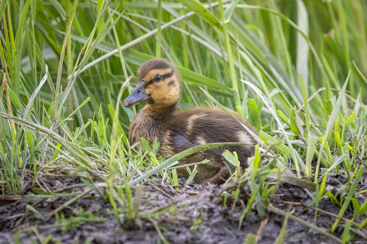 Stockente - ML635496691