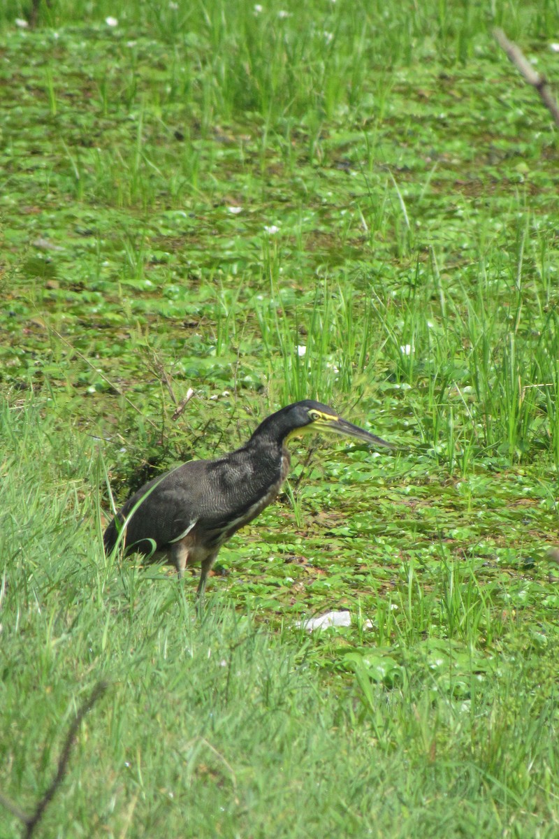 Bare-throated Tiger-Heron - ML635496716