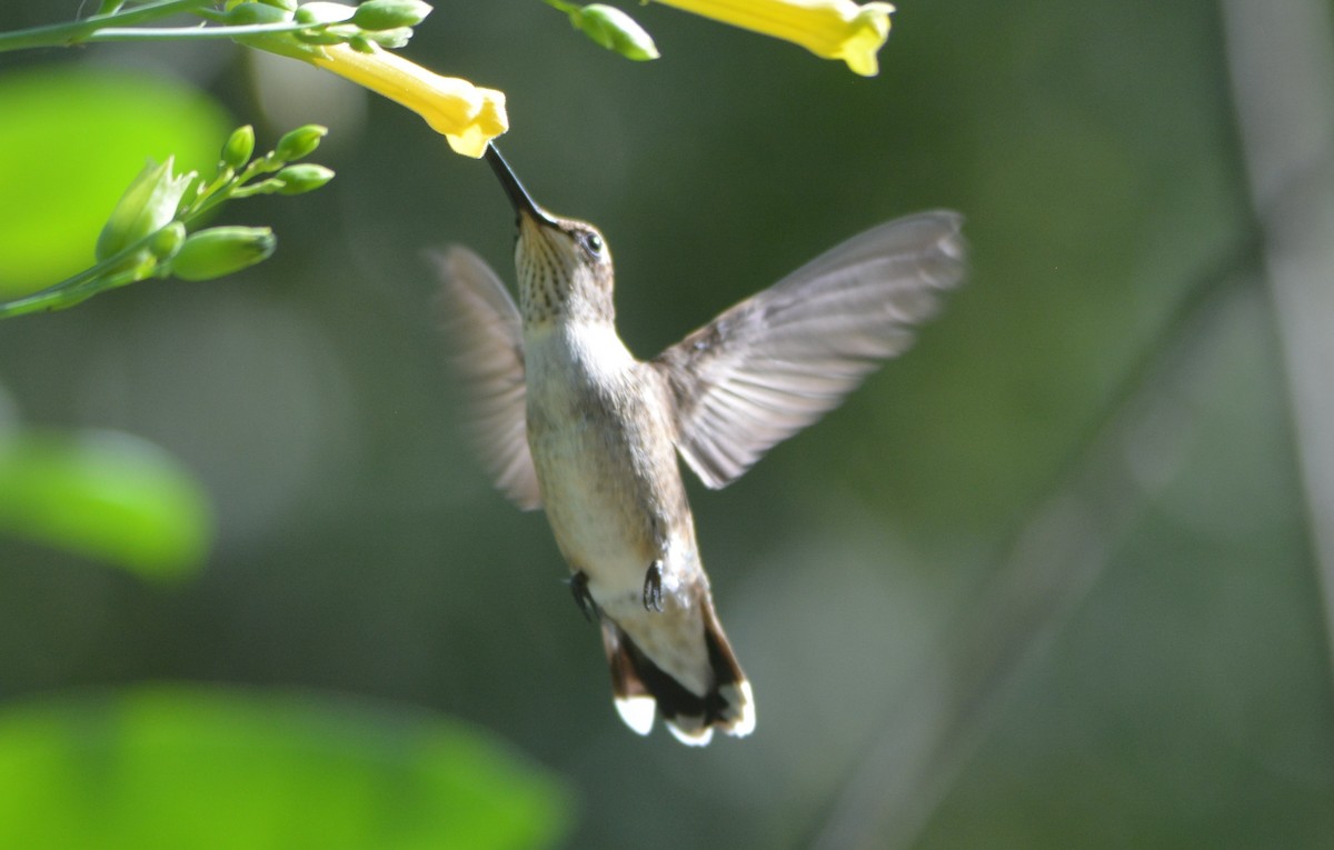 rødmaskekolibri - ML635496732