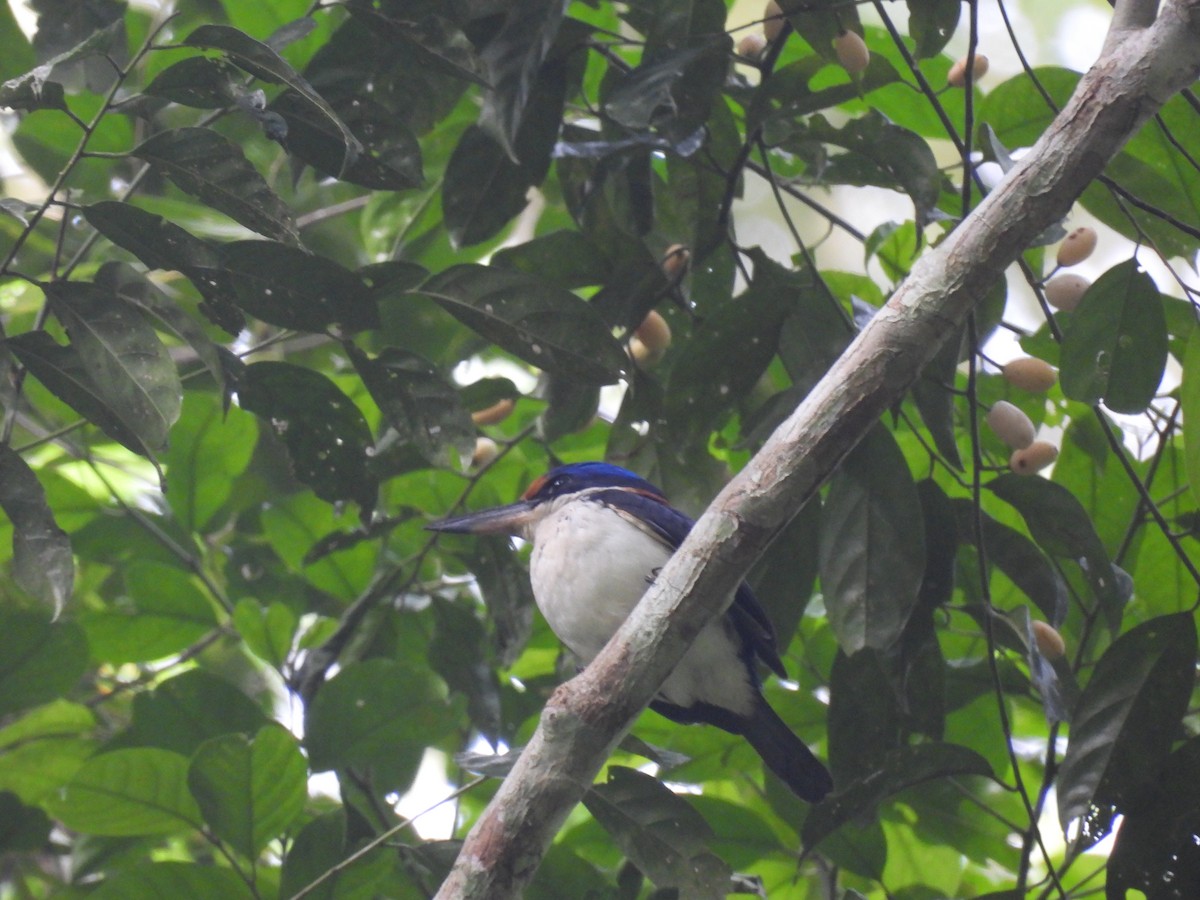 Rufous-lored Kingfisher - ML635496734
