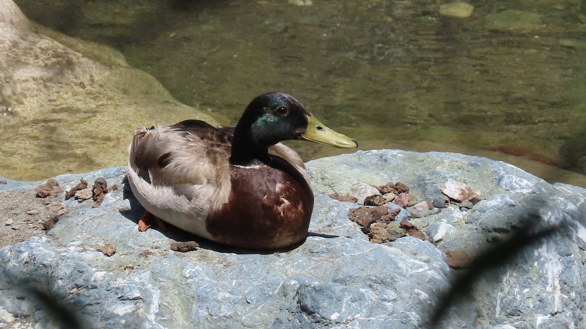 Stockente - ML635496739