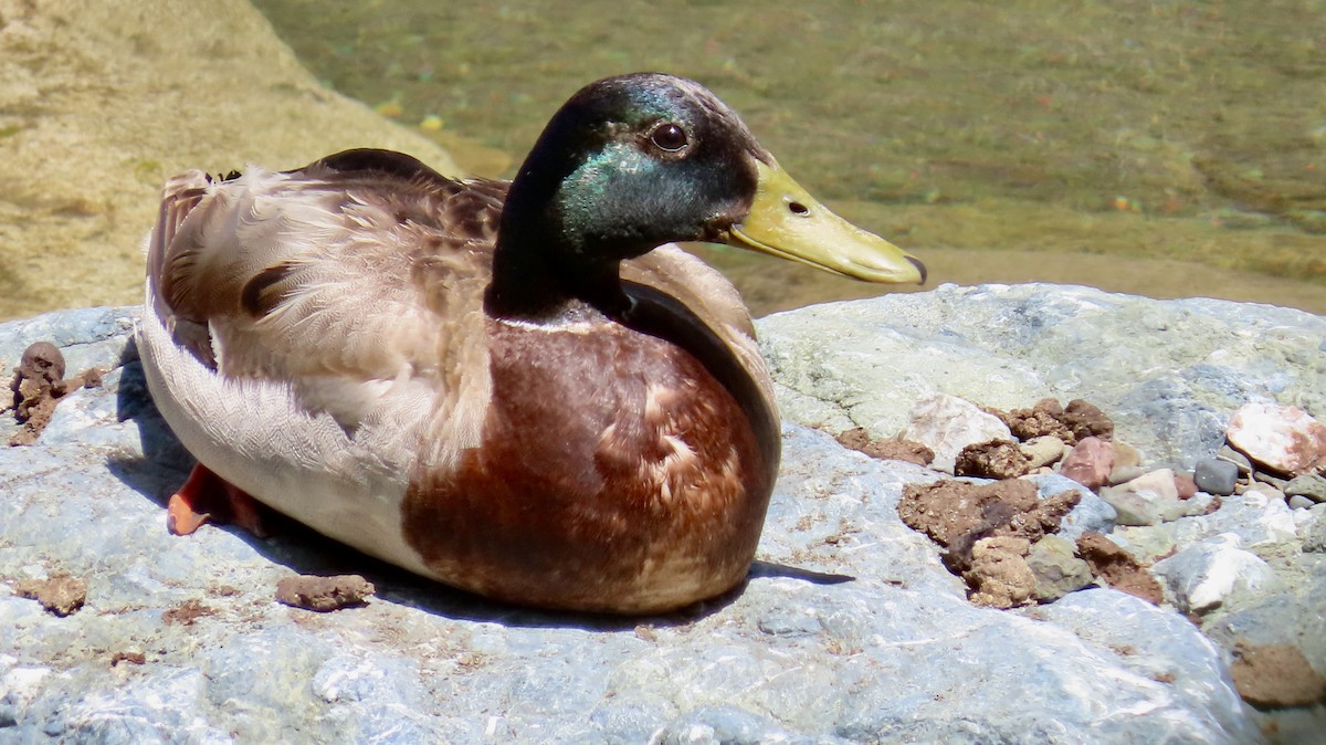 Stockente - ML635496742