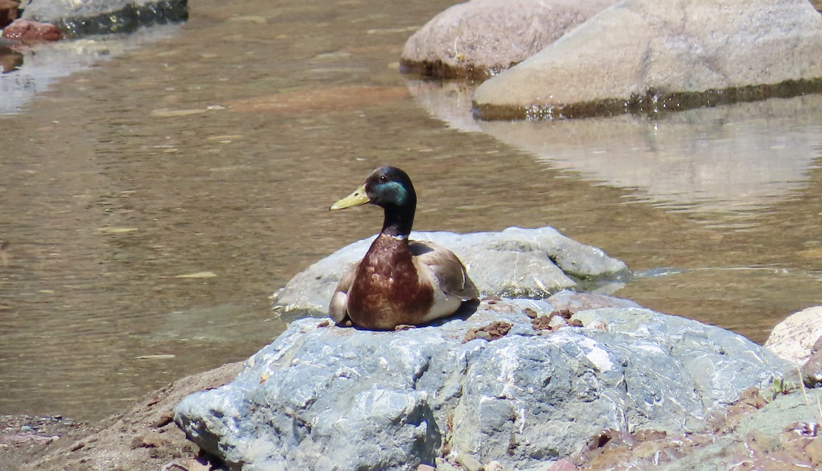 Stockente - ML635496743