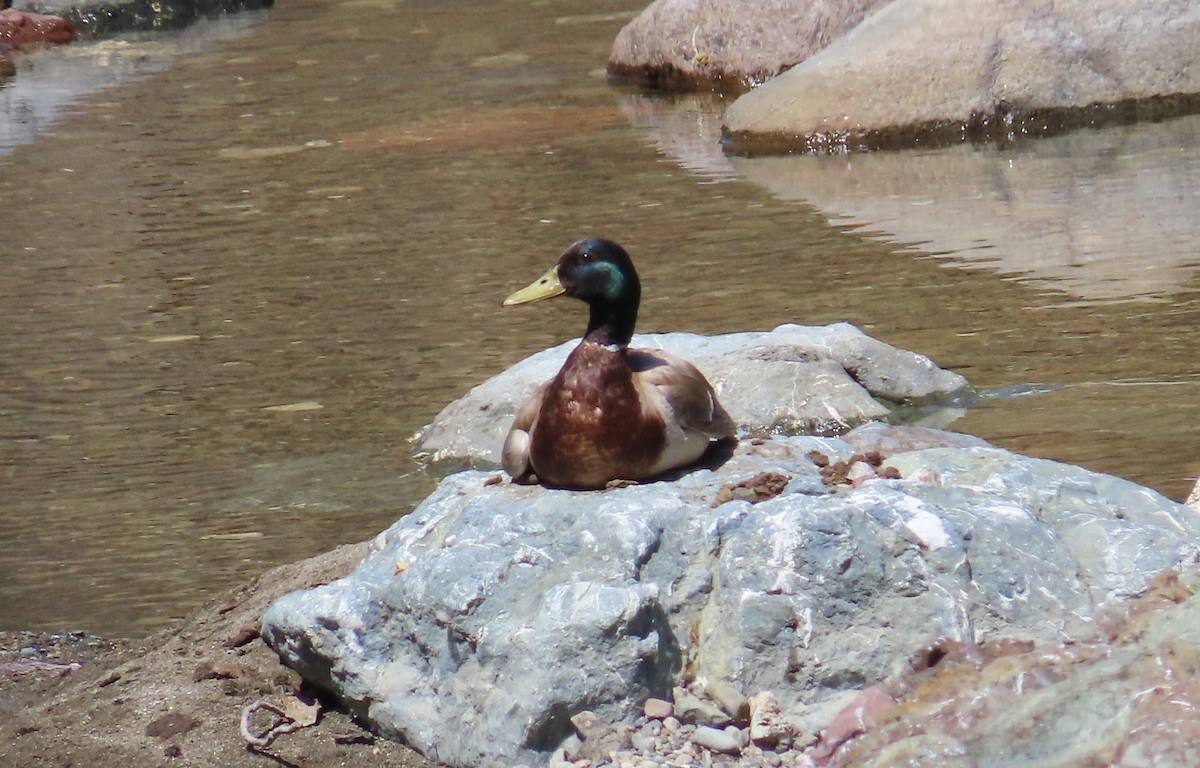 Stockente - ML635496749