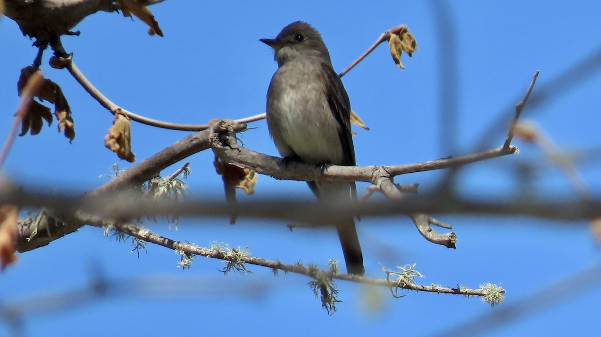 Western Wood-Pewee - ML635496761
