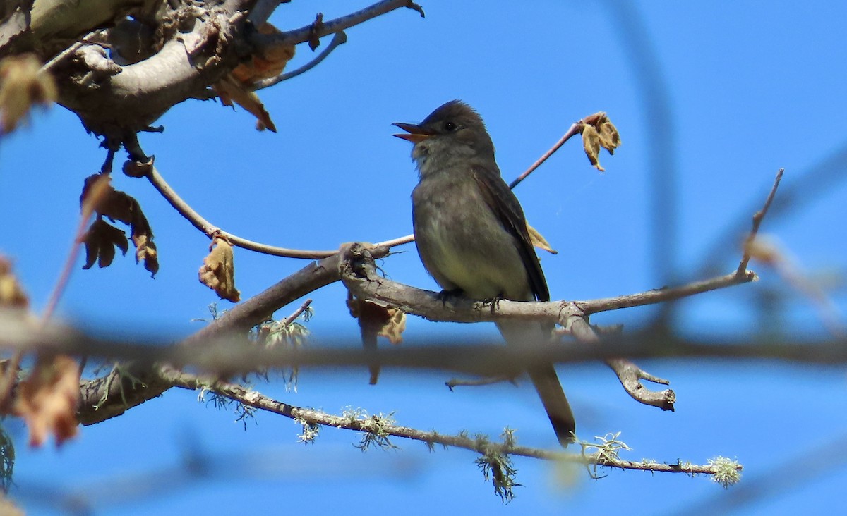 Western Wood-Pewee - ML635496765