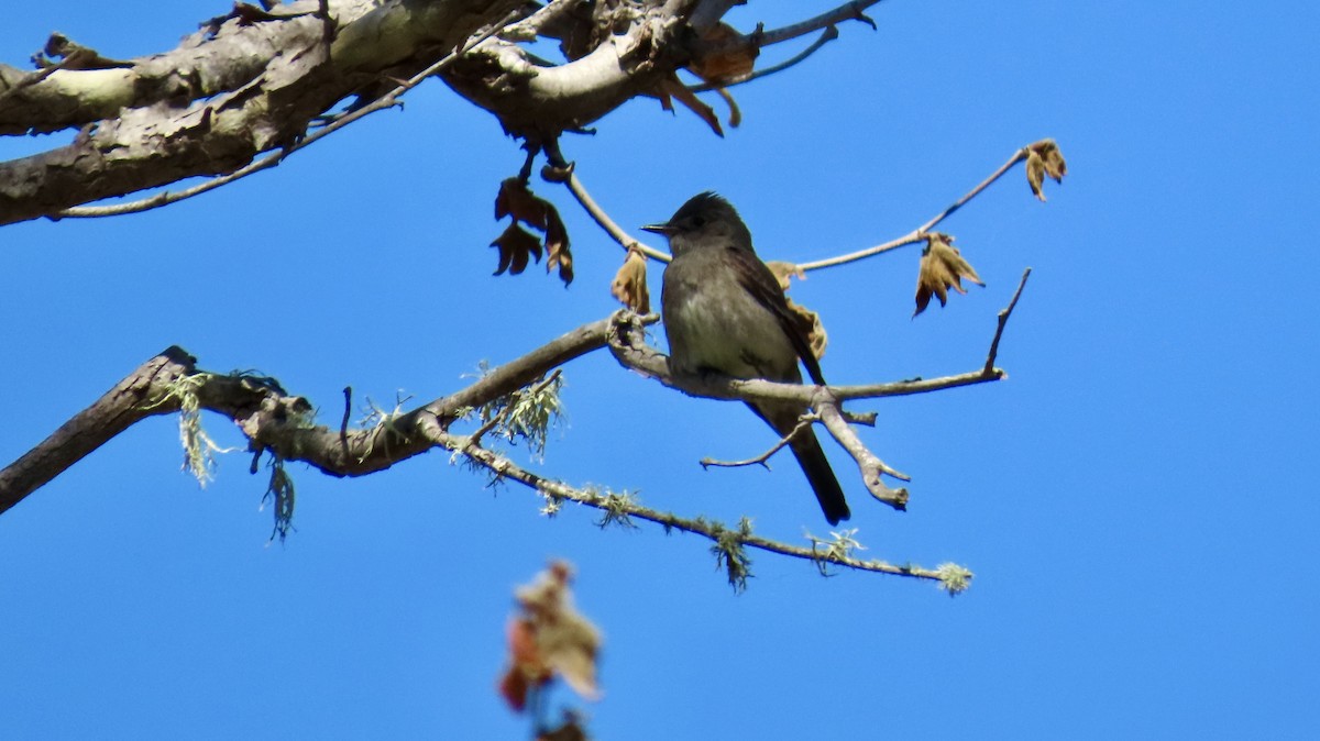 Western Wood-Pewee - ML635496773