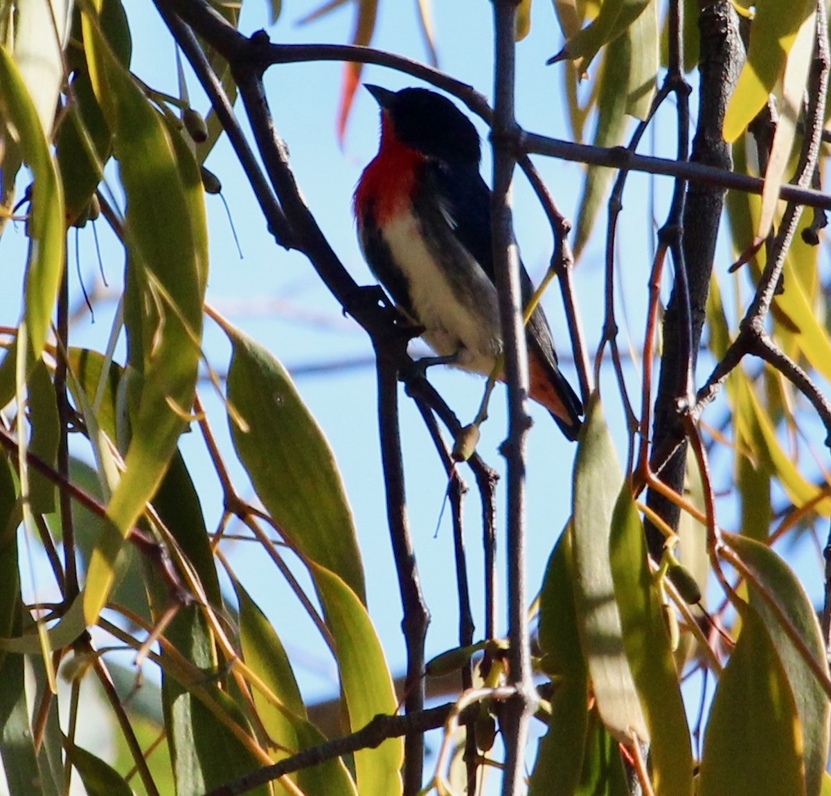 Mistletoebird - ML635496777