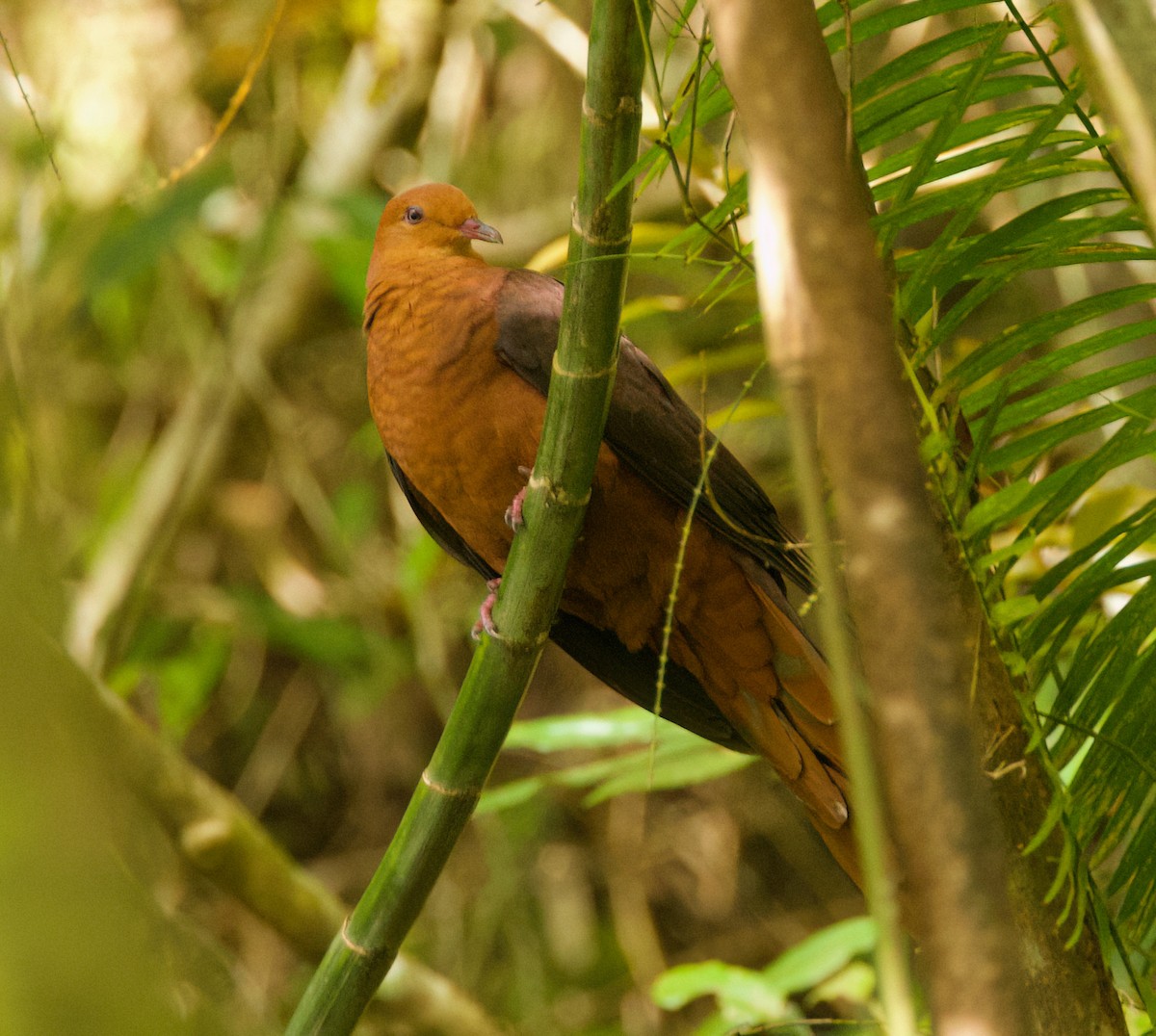 Philippine Cuckoo-Dove - ML635496806