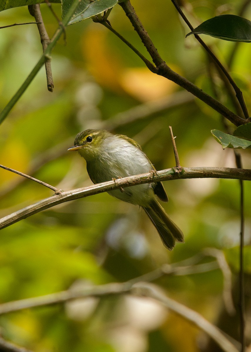 Lemon-throated Leaf Warbler - ML635496818