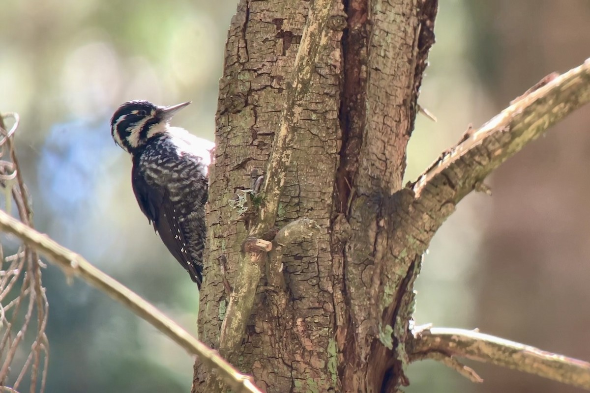 Eurasian Three-toed Woodpecker - ML635496871
