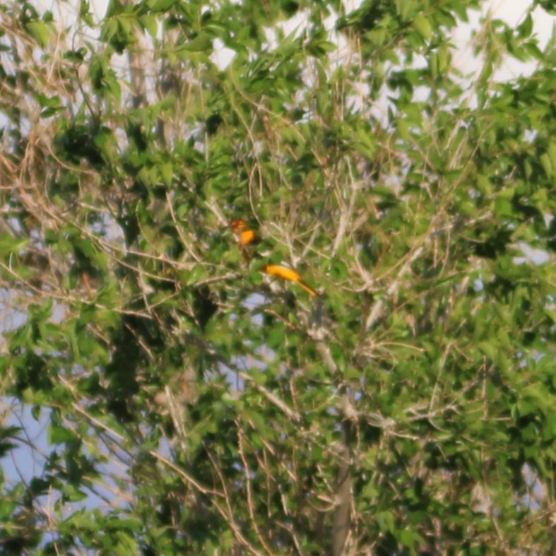 Bullock's Oriole - ML635496873