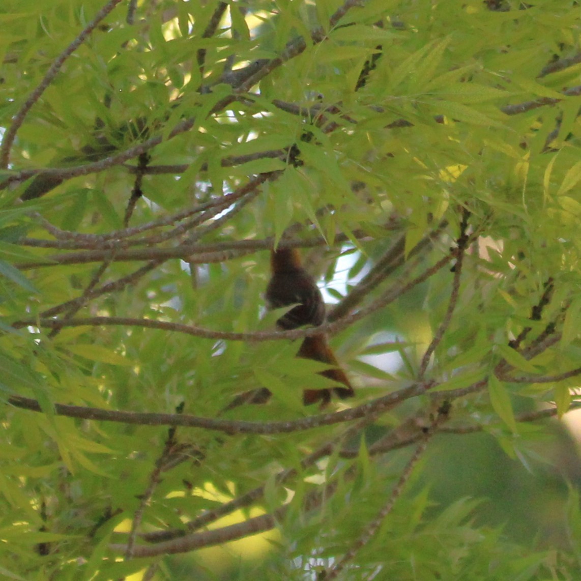 Bullock's Oriole - ML635496874