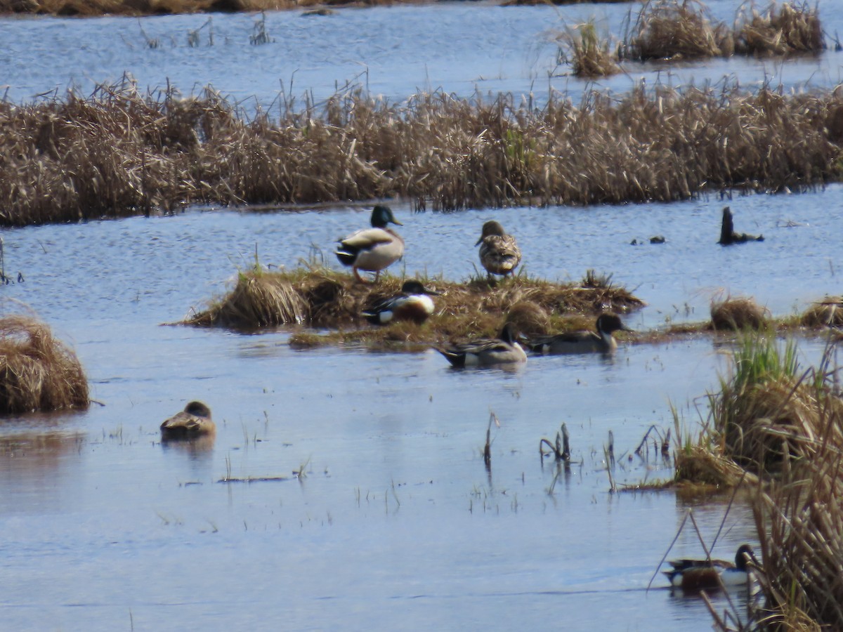 Stockente - ML635496888