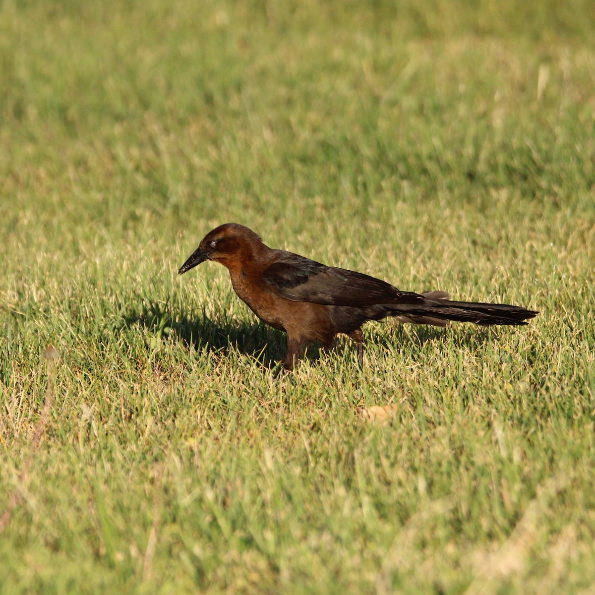 Great-tailed Grackle - ML635496934
