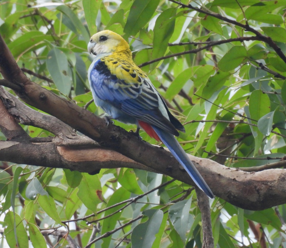 Pale-headed Rosella - ML635496939