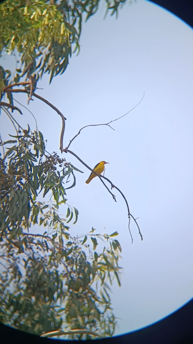 Indian Golden Oriole - ML635496941