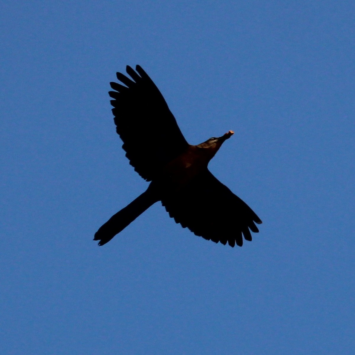 Great-tailed Grackle - ML635496954