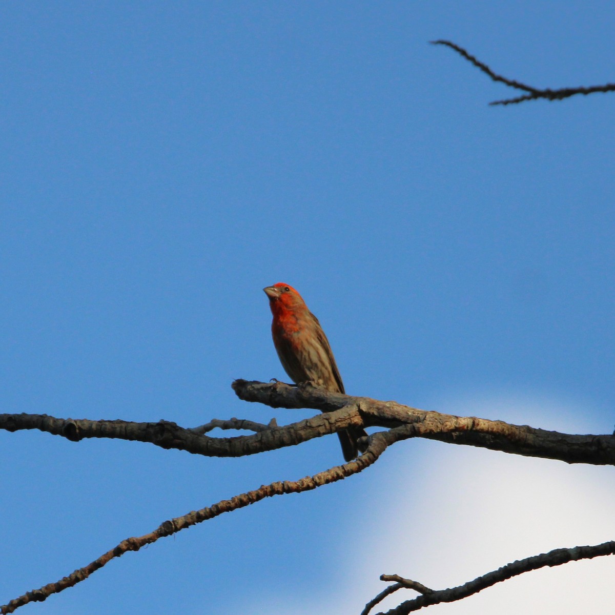 House Finch - ML635496958