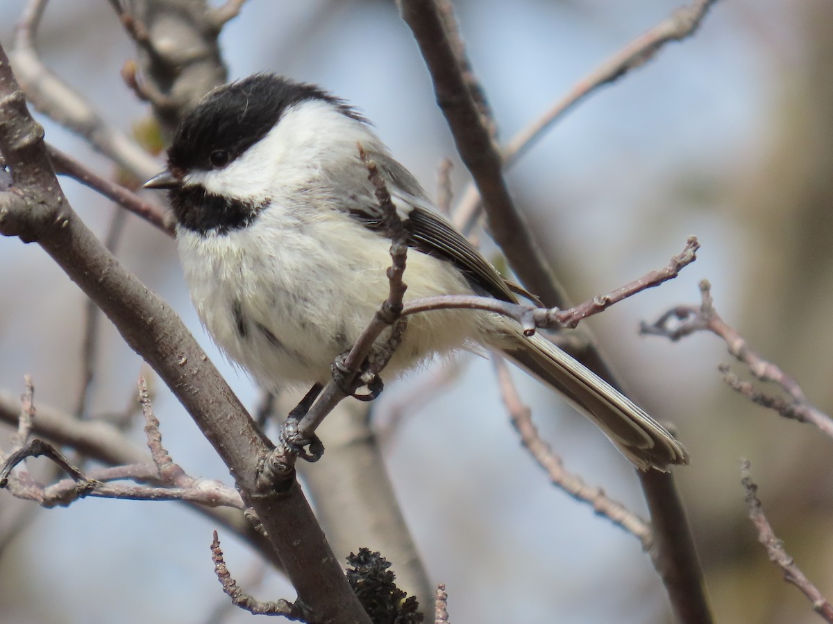 Mésange à tête noire - ML635496966
