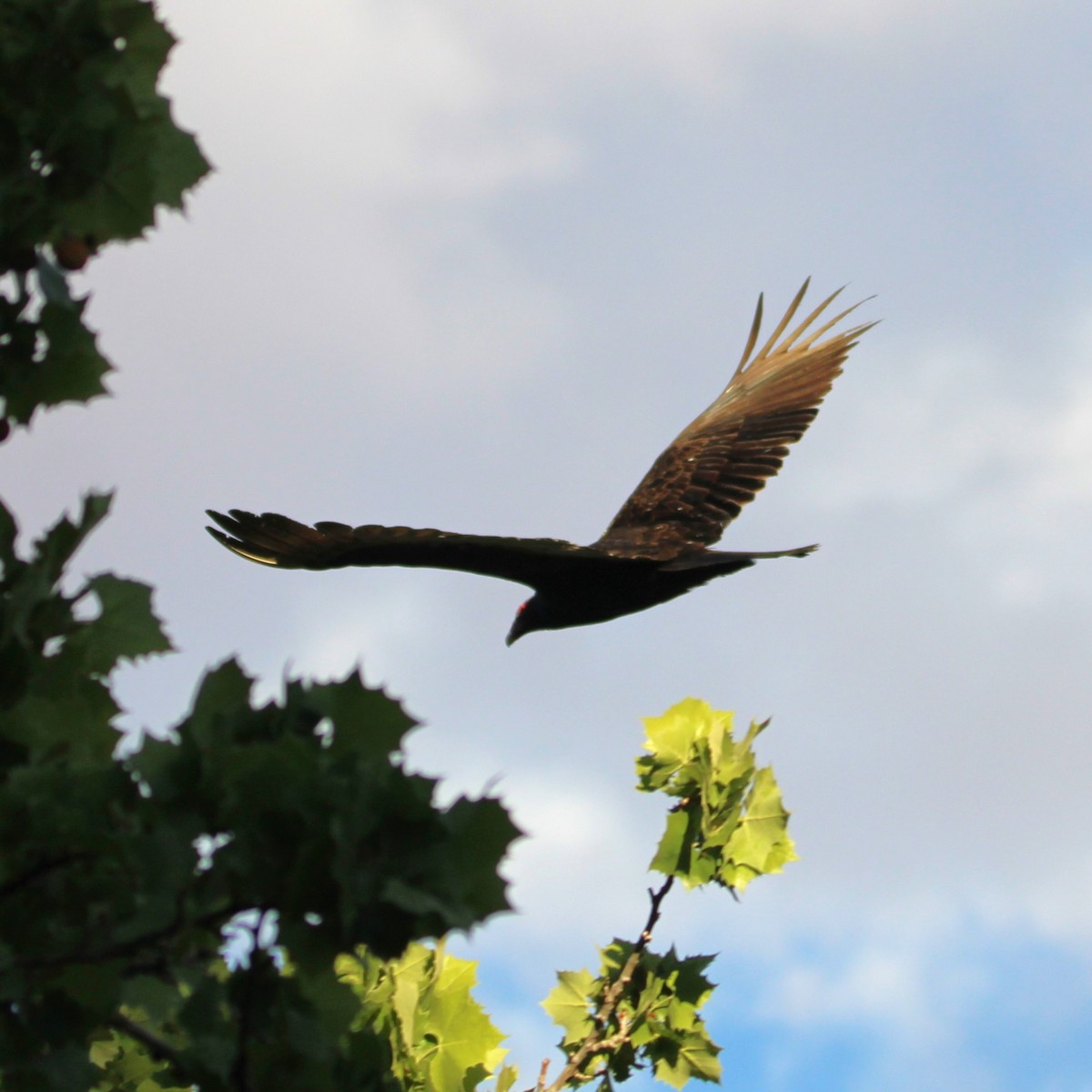 Turkey Vulture - ML635496971