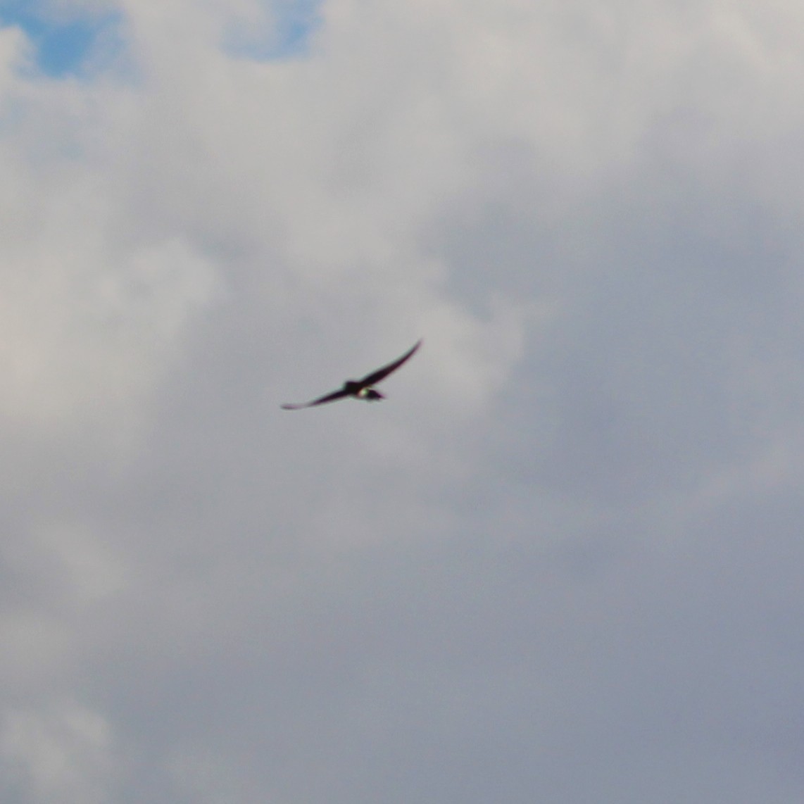Violet-green Swallow - ML635496972