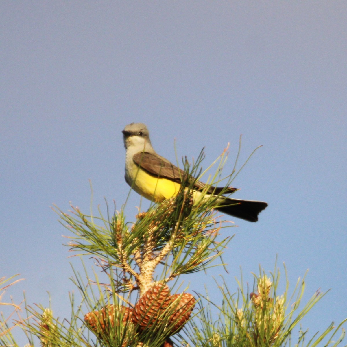 Western Kingbird - ML635496981