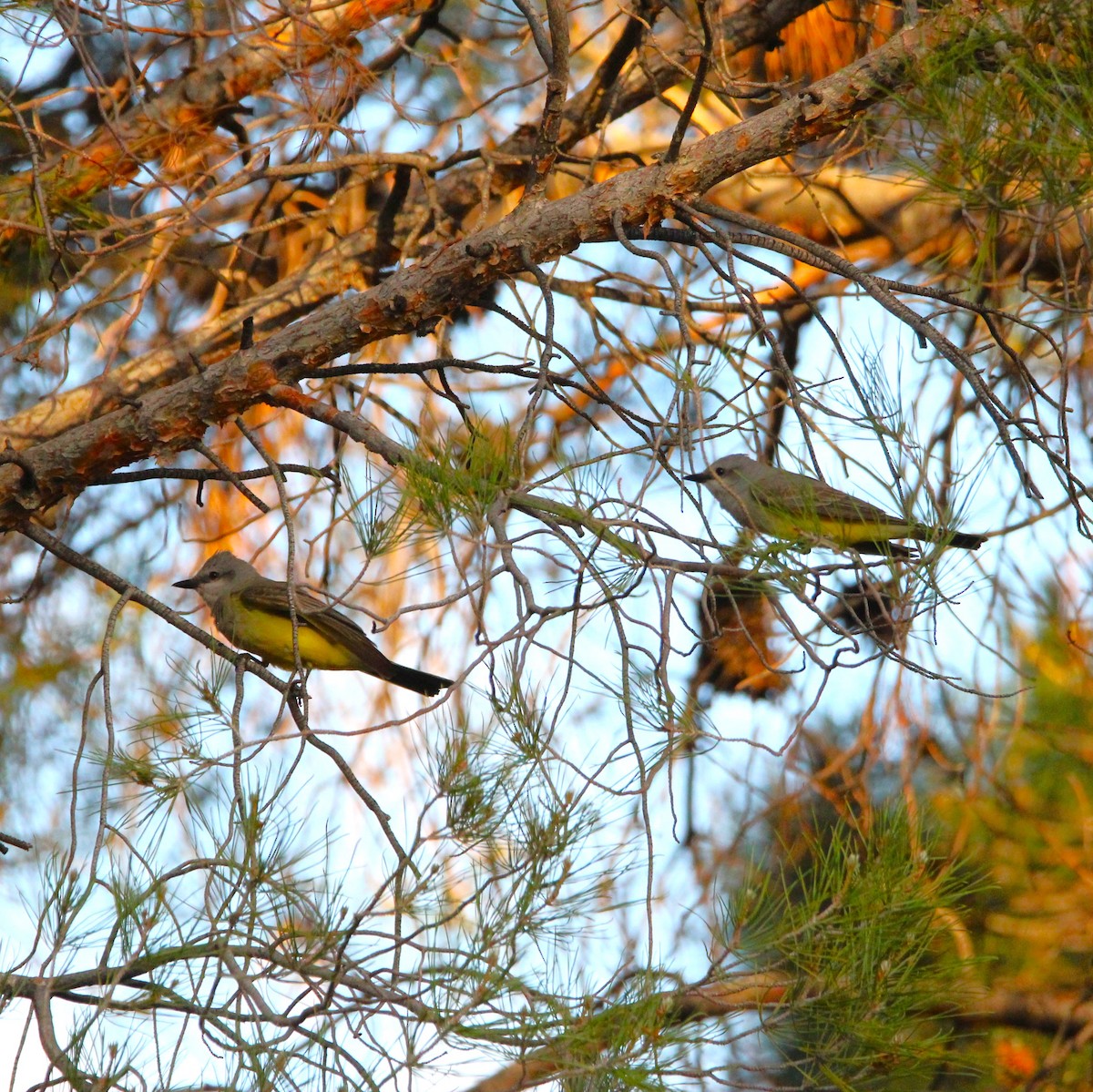 Western Kingbird - ML635496985
