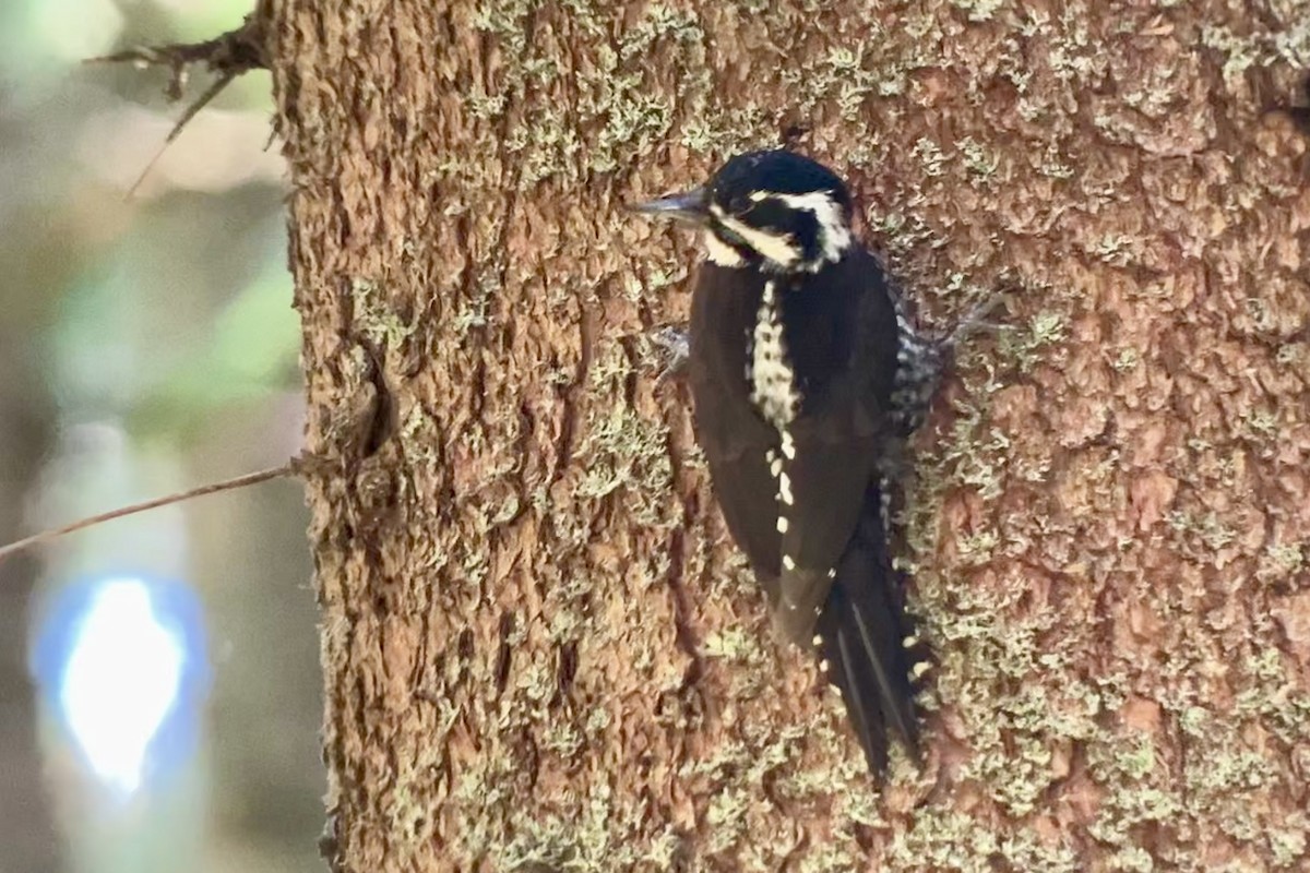 Eurasian Three-toed Woodpecker - ML635496987