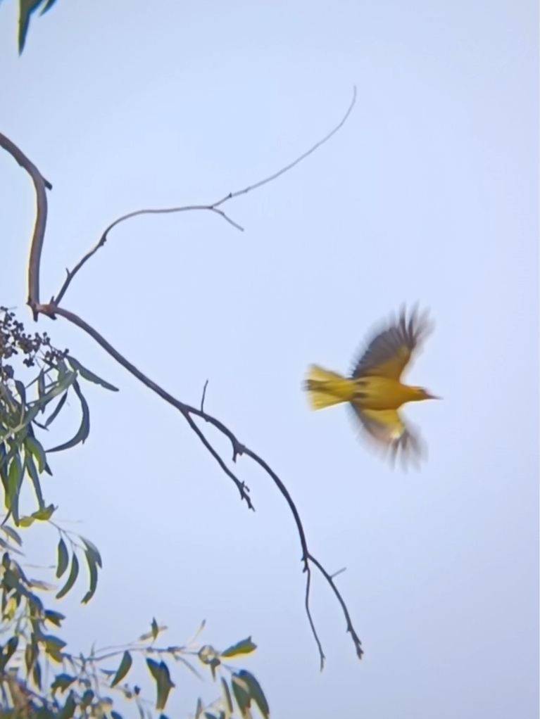 Indian Golden Oriole - ML635496995