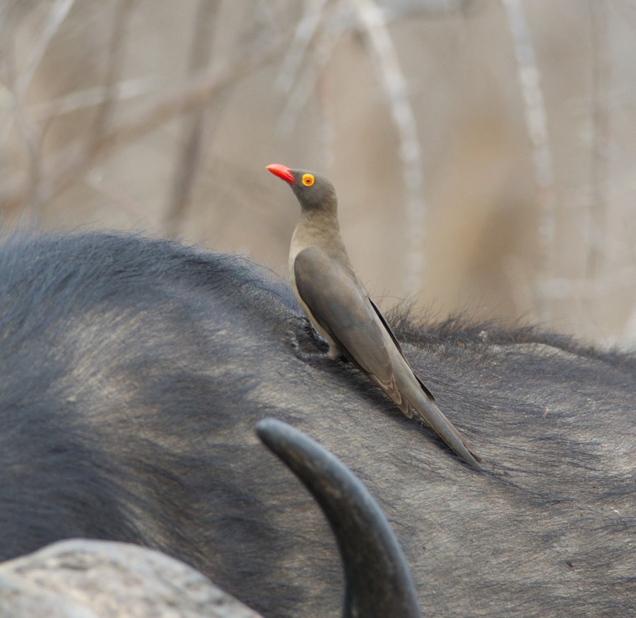 Red-billed Oxpecker - ML635497036
