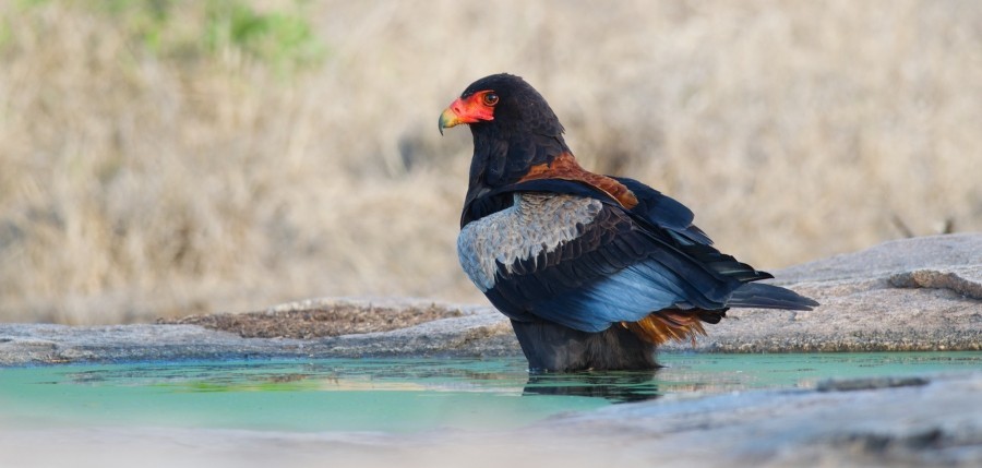 Bateleur - ML635497050