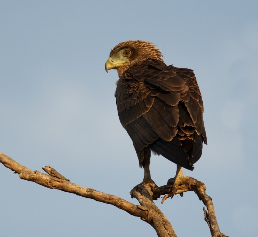 Bateleur - ML635497051