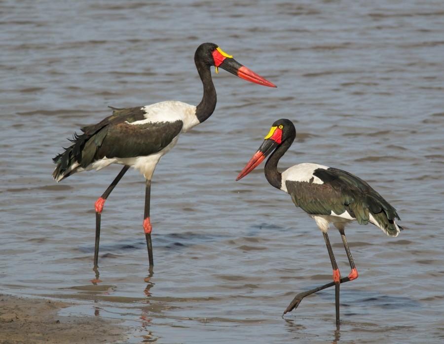 Saddle-billed Stork - ML635497063
