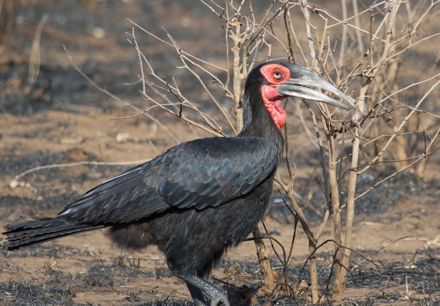 Southern Ground-Hornbill - ML635497079