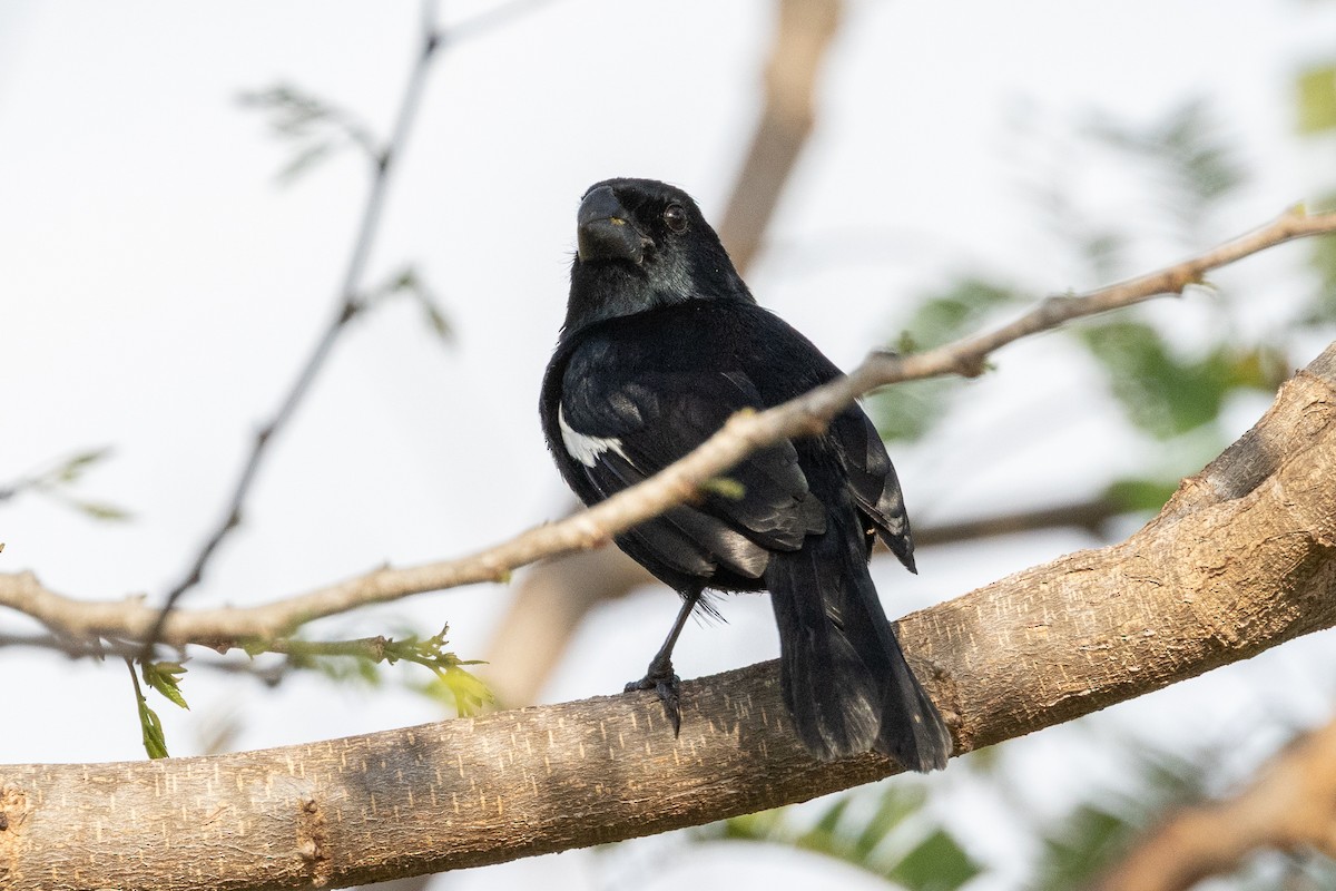 Снегирёвый семилеро - ML635497114