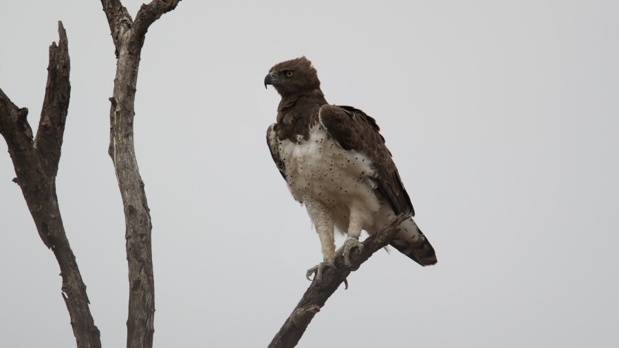 Martial Eagle - ML635497119