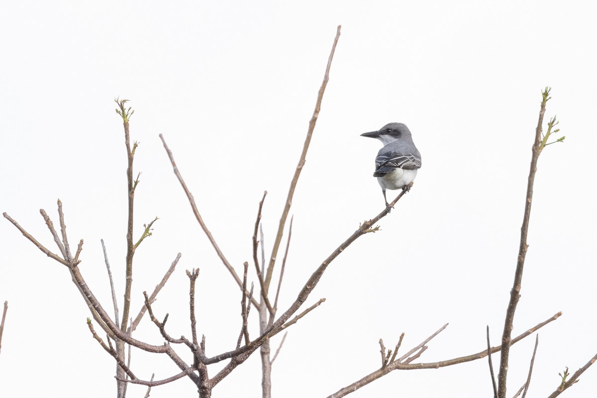 Серый тиранн - ML635497121