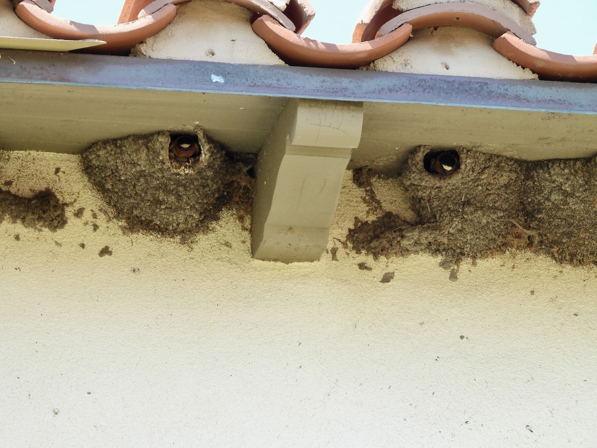 Cliff Swallow - ML635497168