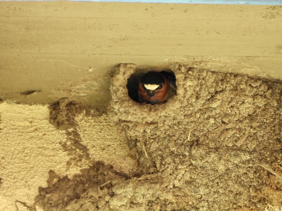 Cliff Swallow - ML635497169