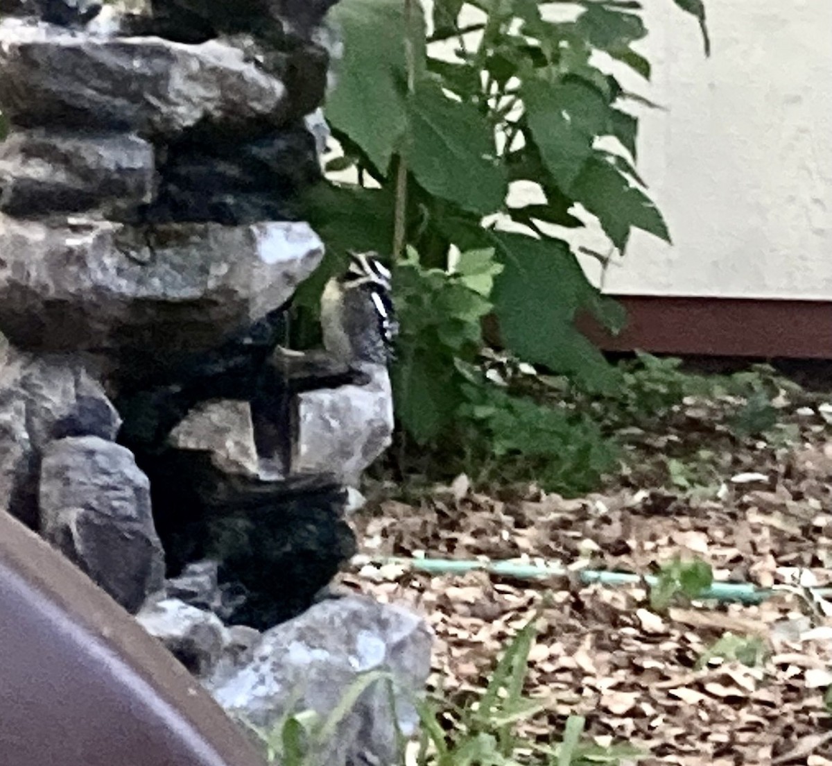 Yellow-bellied Sapsucker - ML635497190