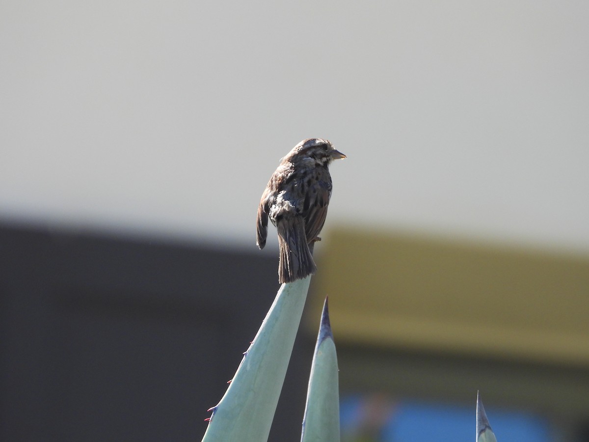 Song Sparrow - ML635497196