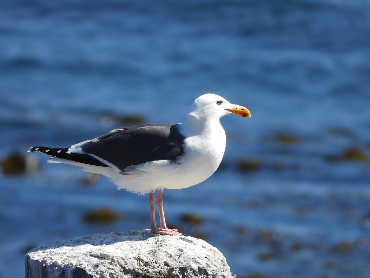 Western Gull - ML635497199