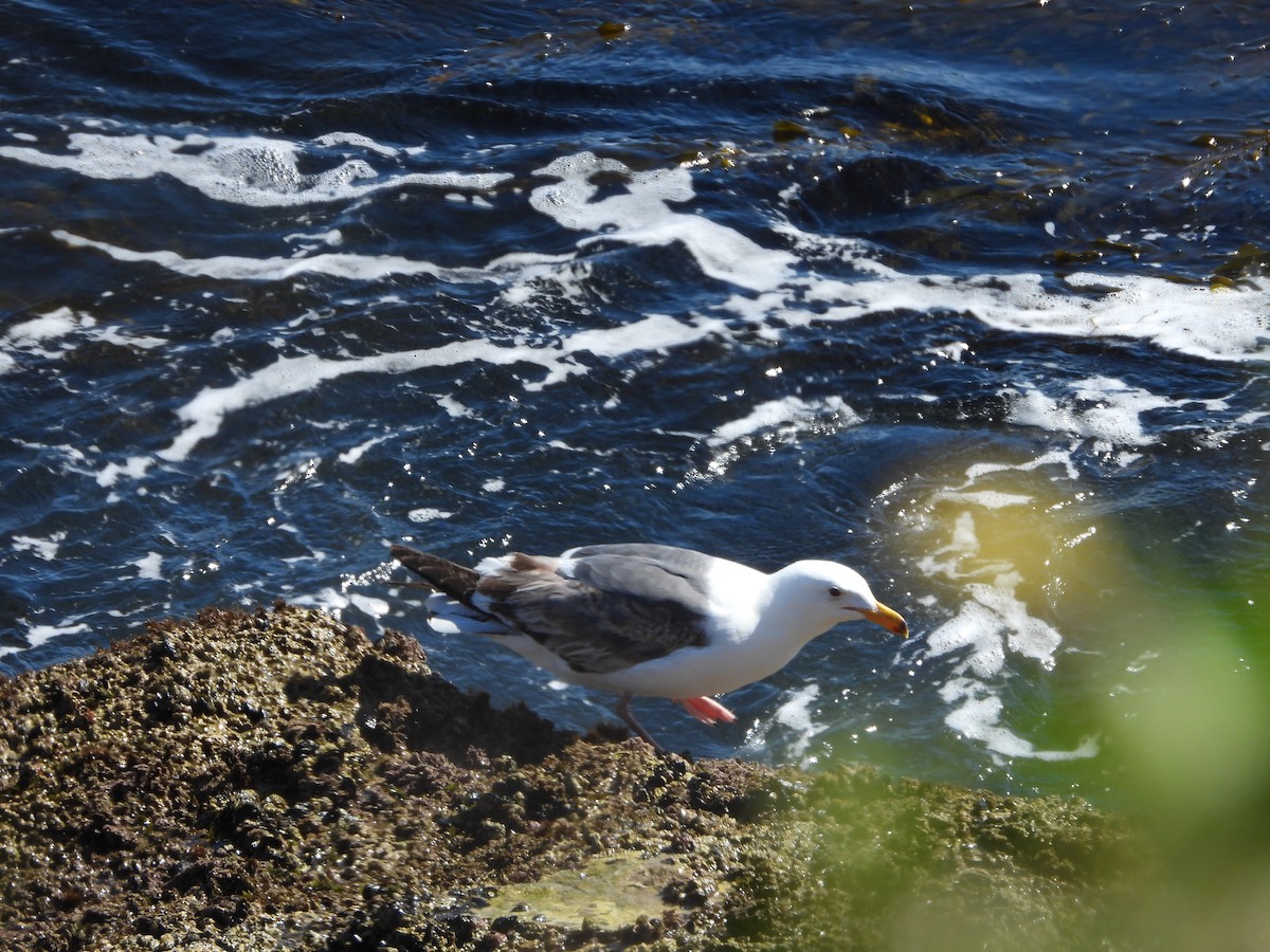 Western Gull - ML635497205