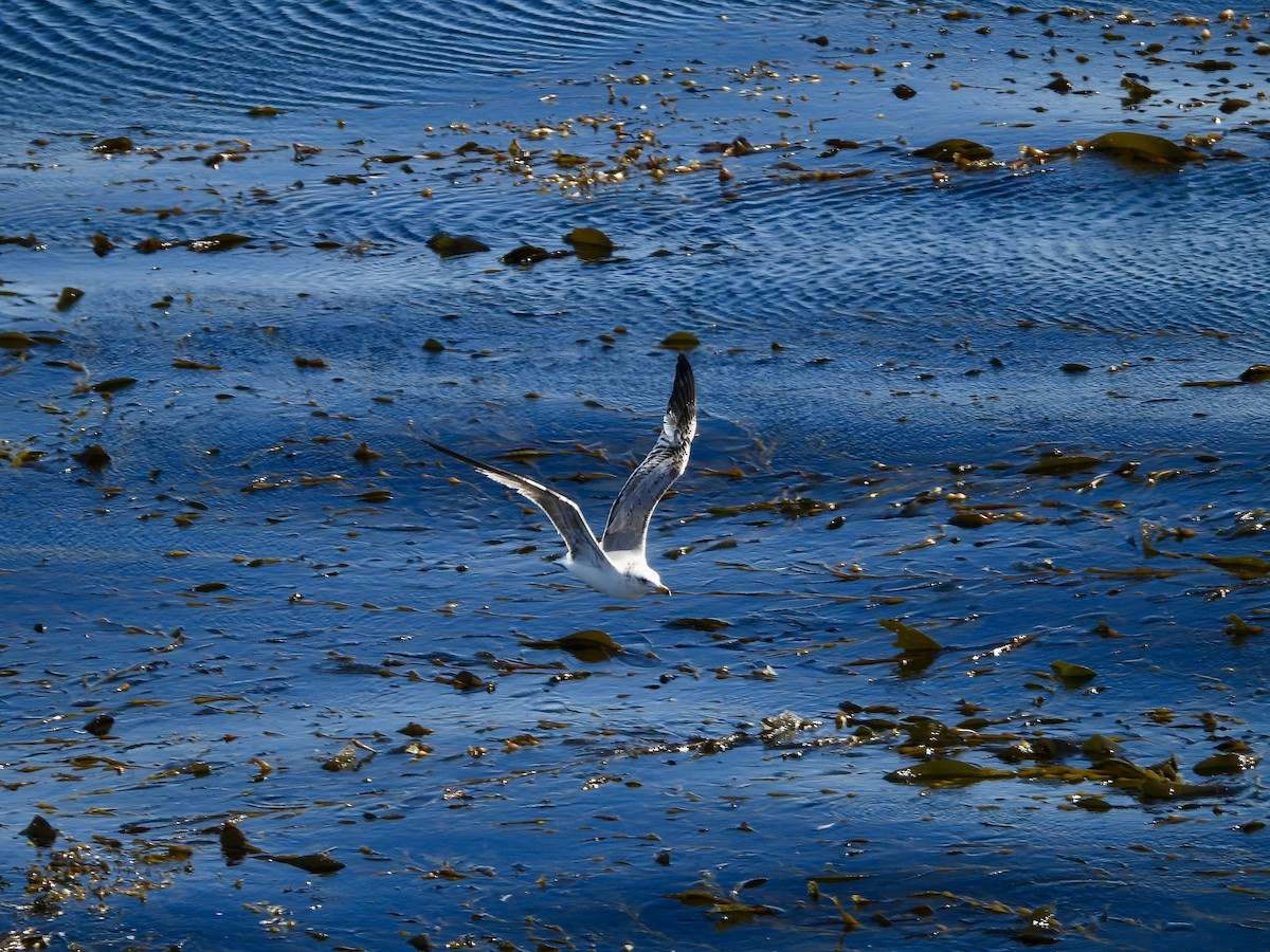 California Gull - ML635497207
