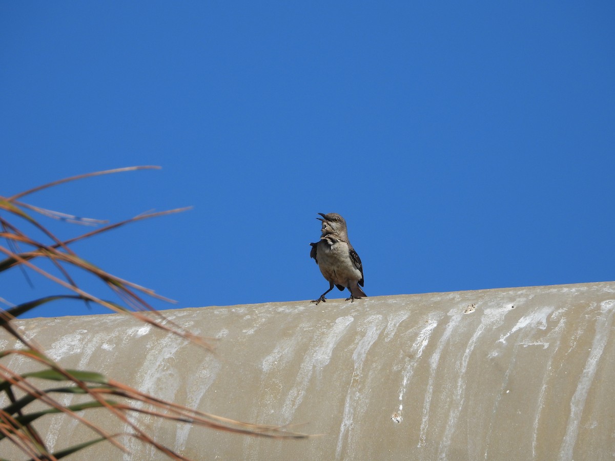 Northern Mockingbird - ML635497212