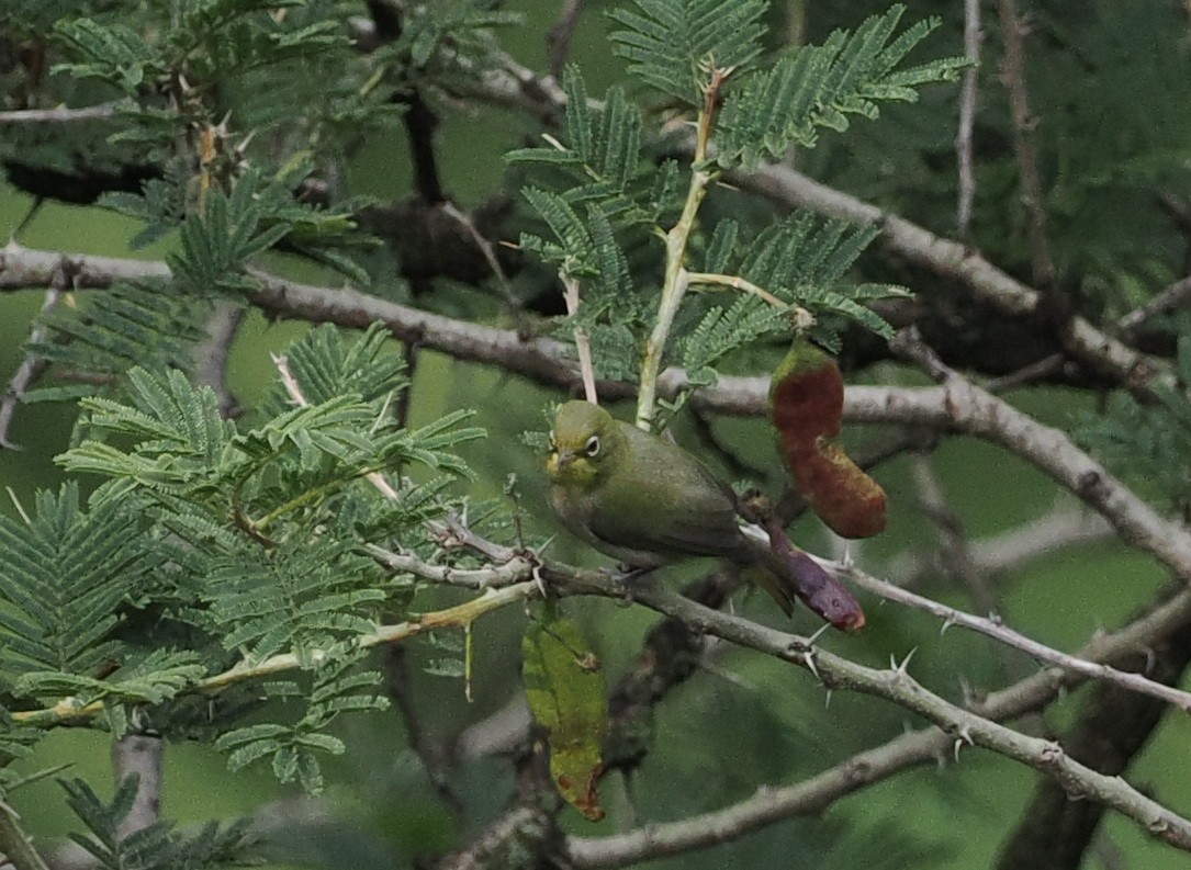 Abyssinian White-eye - ML635497223
