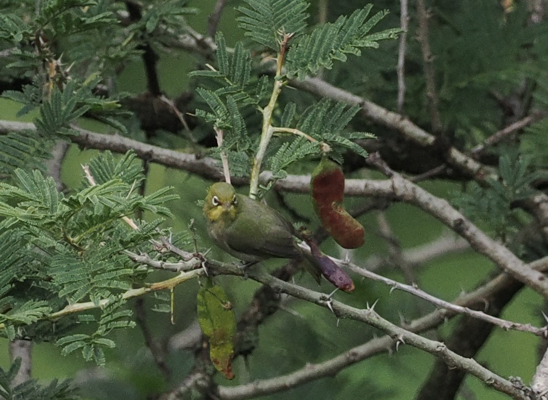 Abyssinian White-eye - ML635497224