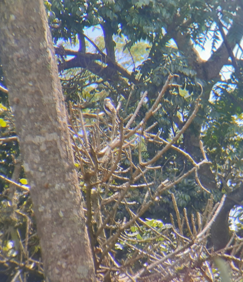 Mackinnon's Shrike - ML635497234